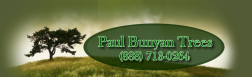 paul bunyan trees logo