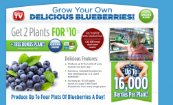 Little Giant Blueberries logo