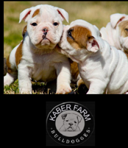 Kaber Farm Puppies logo