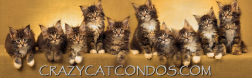 Crazy Cat Condos.com logo