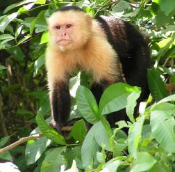 Capuchin  monkey scam logo